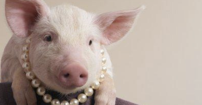 Should the Swine Make Our Nation’s Laws?