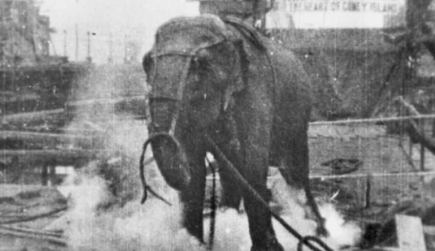 Will All Animals be Resurrected When Jesus Returns to Raise the Dead?